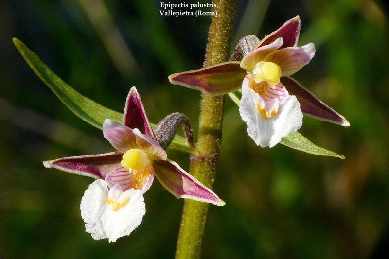 Le orchidee di Vallepietra nel Parco Naturale dei Monti Simbruini (Roma).